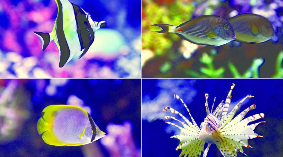 Alanya tur, Alanya tatil, Alanya gezi, Alanya turizm, Alanya otel, Alanya turları, Alanya tur firması, Alanya günlük turlar, Alanya seyahat, Alanya rehberli turlar, Alanya tours, Alanya vacation, Alanya travel, Alanya holiday, Alanya excursions, Alanya tour company, Alanya guided tours, Alanya sightseeing, Alanya attractions, Alanya trips